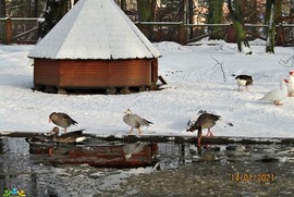 Zdjęcia przesłane przez mieszkańców Leszna w zimowej odsłonie  (photo)